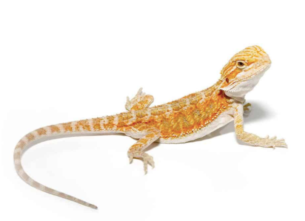 Baby Hypo Blue Bar Bearded Dragon For Sale