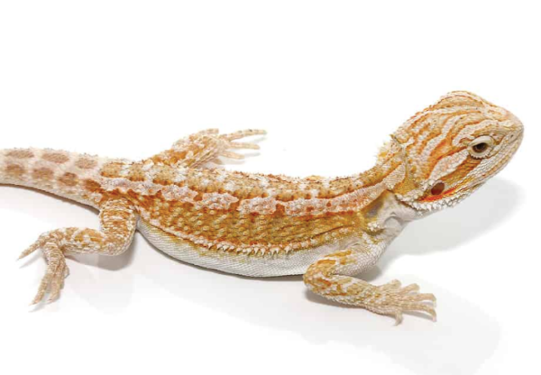 Baby Hypo Citrus Bearded Dragon For Sale