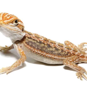 Baby Hypo Inferno Blue Bar Bearded Dragon For Sale