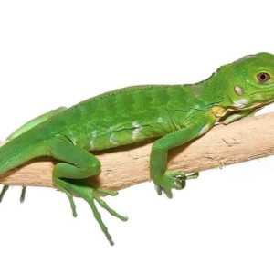 Baby Lesser Antillean Iguana For Sale