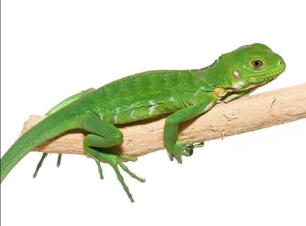 Baby Lesser Antillean Iguana For Sale