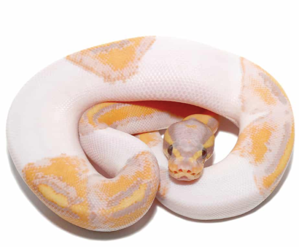 Baby Banana Pied Ball Python For Sale