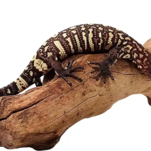 Mexican Beaded Lizard For Sale