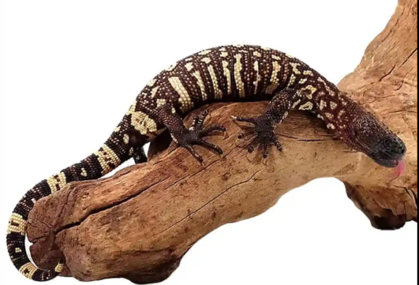 Mexican Beaded Lizard For Sale