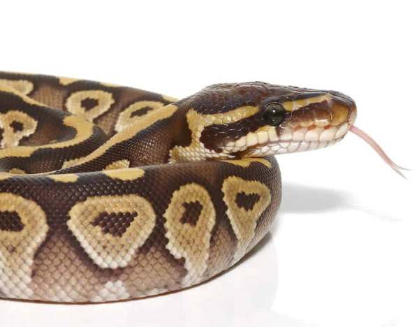 Baby Mojave Ball Python For Sale