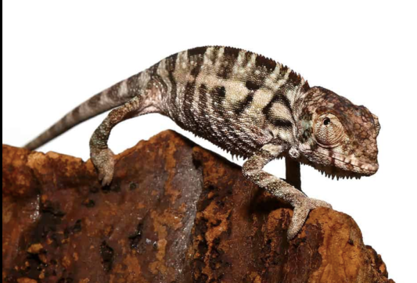 Baby Panther Chameleon