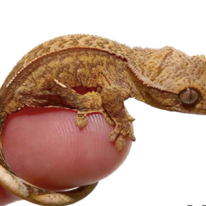 Baby Partial Pinstripe Crested Gecko For Sale