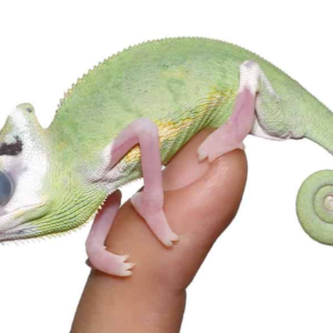 Translucent Veiled Chameleon For Sale