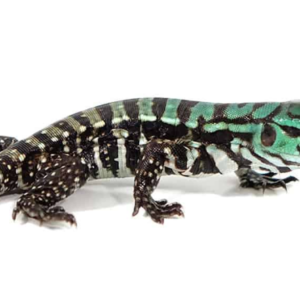 Baby Purple Tegu For Sale