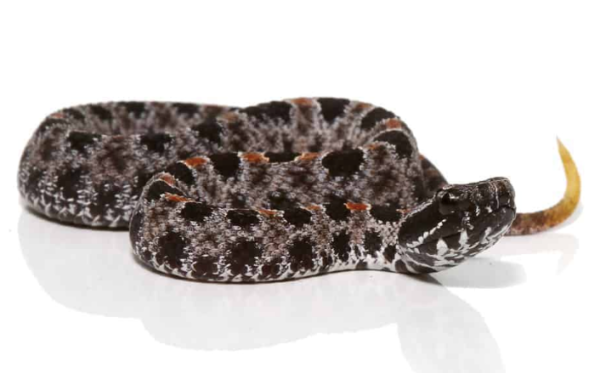 Baby Pygmy Rattlesnake For Sale