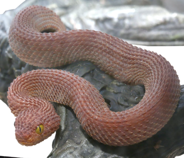 Red Patternless Squamigera Bush Viper For Sale