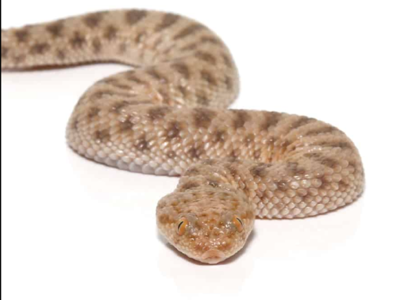 Saharan Sand Viper For Sale