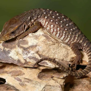 Baby Savannah Monitor For Sale