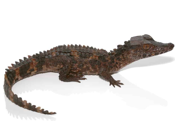 Baby Smooth Front Caiman For Sale