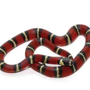 Stuart’s Milk Snake For Sale