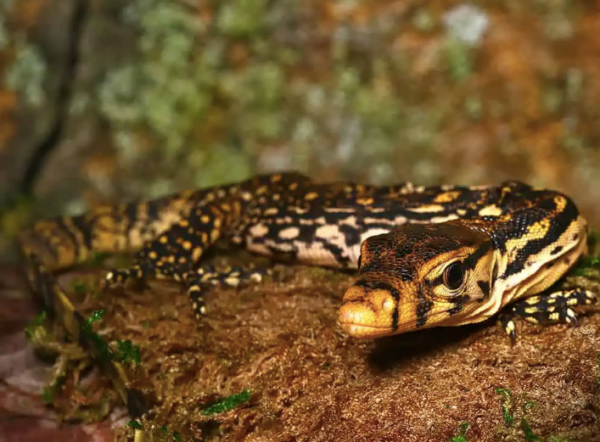 Baby Sumbawa Water Monitor For Sale