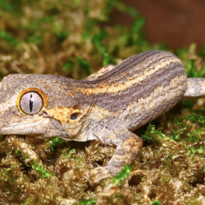 Baby Tailless Striped Gargoyle Gecko For Sale