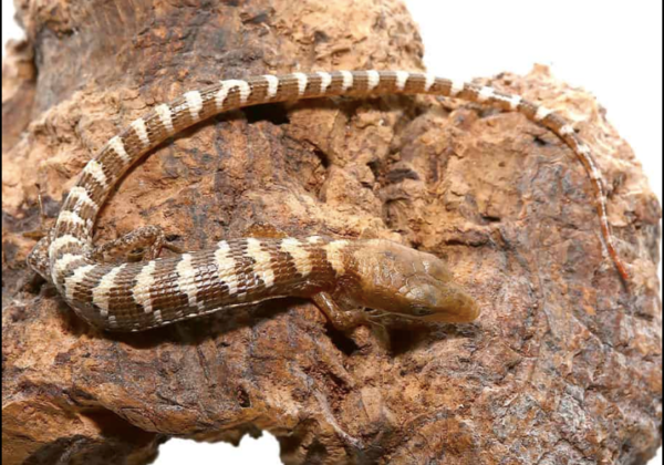 Baby Texas Alligator Lizard For Sale