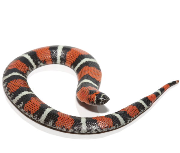 Tricolor Hognose Snake For Sale