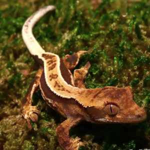 Baby Whitewall Pinstripe Crested Gecko For Sale