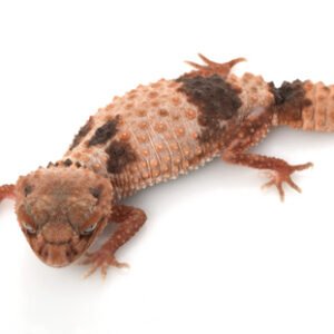 Banded Knob-Tailed Gecko For Sale