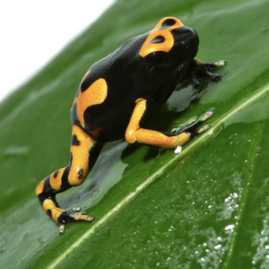 Bandit Bumblebee Dart Frog For Sale