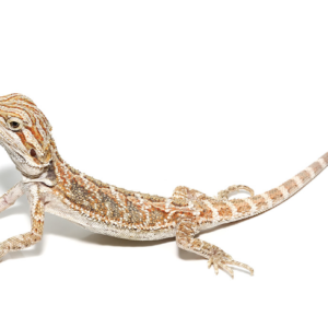 Bearded Dragon For Sale