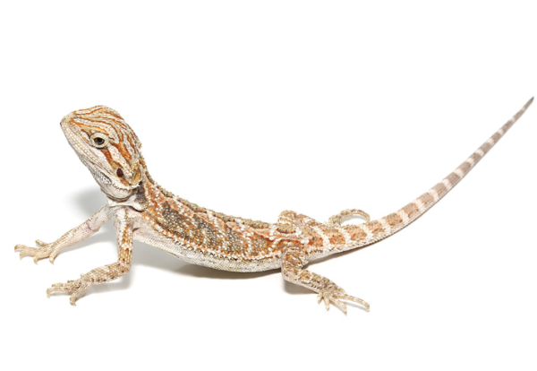 Bearded Dragon For Sale