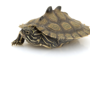 Black Knobbed Map Turtle for Sale