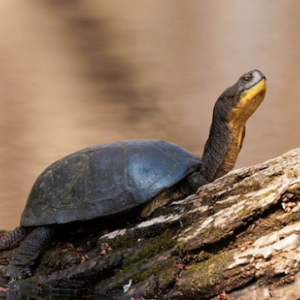 Blandings Turtle for Sale