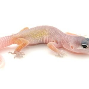 Blizzard Leopard Gecko for Sale