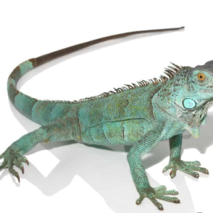 iguana