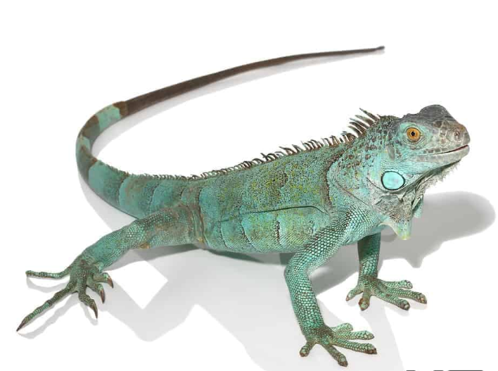 iguana