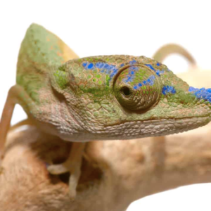 Blue Nose Chameleon For Sale