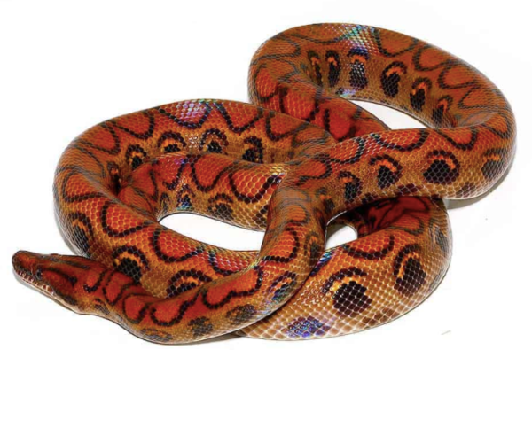 Brazilian Rainbow Boa For Sale