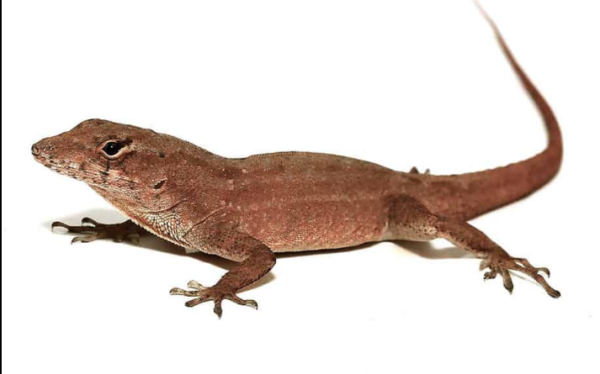 Brown Anole For Sale