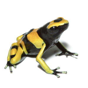 Bumblebee Dart Frog For Sale