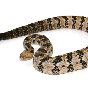 Canebrake Rattlesnake For Sale