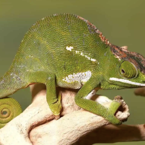 Canopy Chameleon for Sale