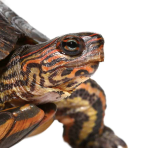 Central American Wood Turtles