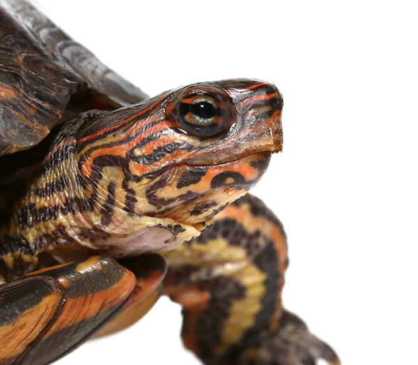 Central American Wood Turtles