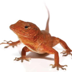 Anole For Sale