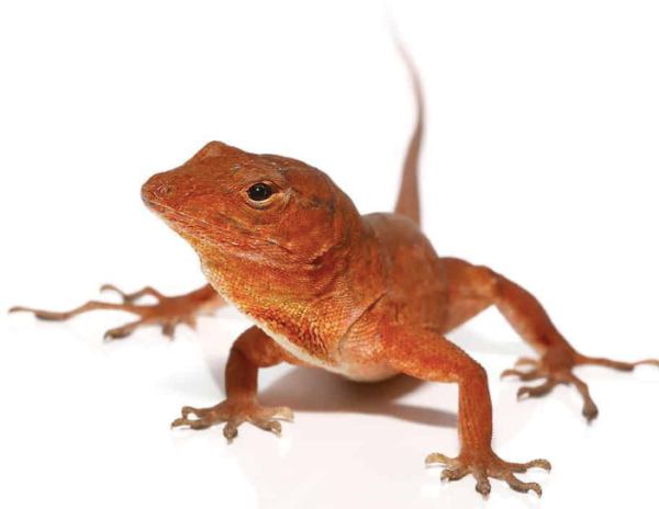 Anole For Sale