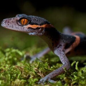 Chinese Cave Gecko for Sale