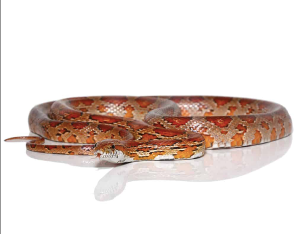 Corn Snake For Sale