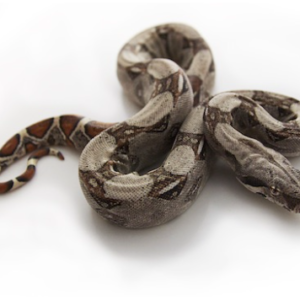 Colombian Red Tail Boa For Sale