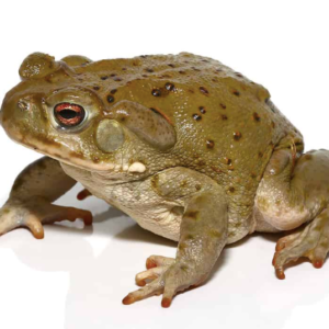 Colorado River Toad For Sale