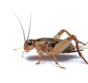 Crickets for Sale