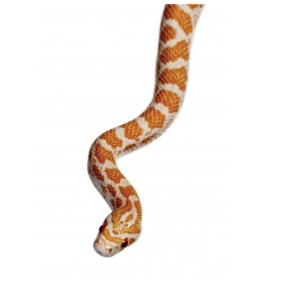 Crimson Corn Snake For Sale