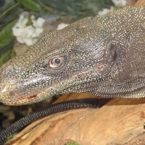 Crocodile Monitor for Sale